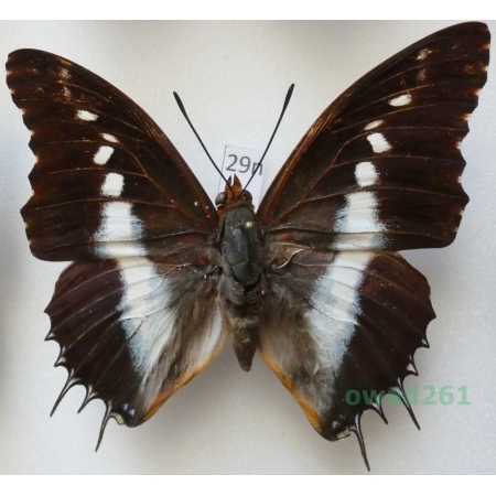 Charaxes brutus andara Ward, 1873 male Madagascar 66mm29n